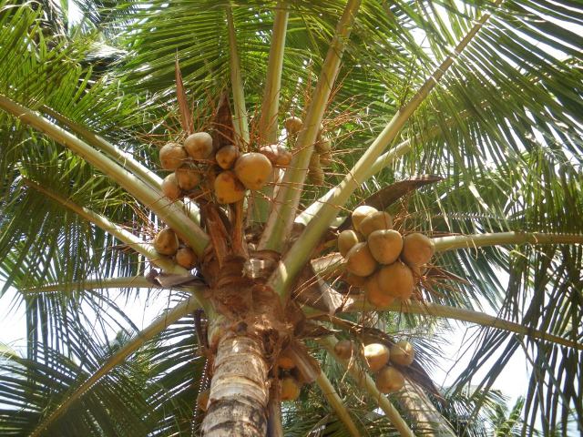 Берегись падающих кокосов